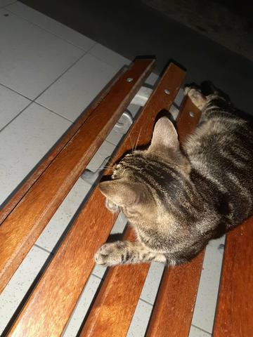 Adoção responsável - Foto 4