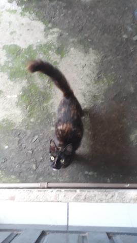 Gatinha para adoção!