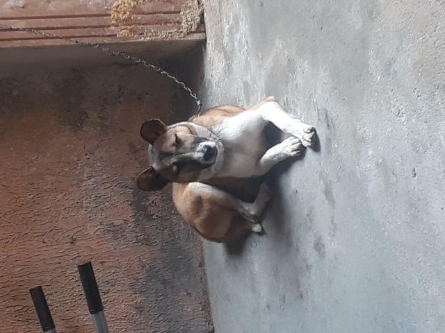 Doa-se Cachorro - Foto 2