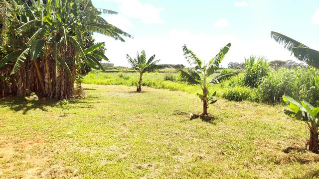 Chácara 20.000m2 incra 9 3km de chão casa simples pomar pode escriturar - Foto 4