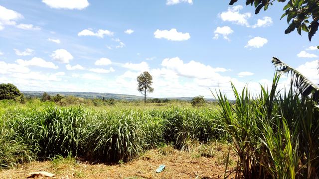 Chácara 20.000m2 incra 9 3km de chão casa simples pomar pode escriturar - Foto 6