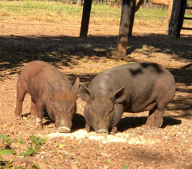 Casal de Mine porcos barcê