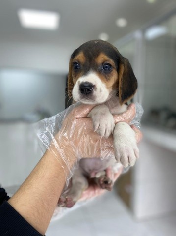 Beagle mini, a pronta entrega - Foto 3