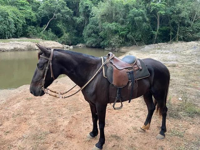 Égua frente aberta, mansa - Cavalos e acessórios - Pachecos, Palhoça  1252773521