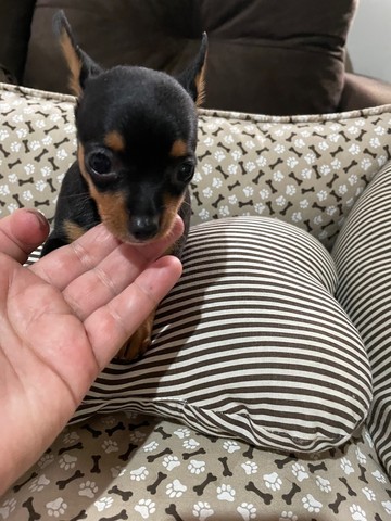 Vendo pinscher fêmea 