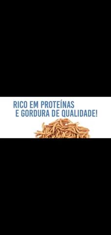 Larvas de besouros - Foto 2