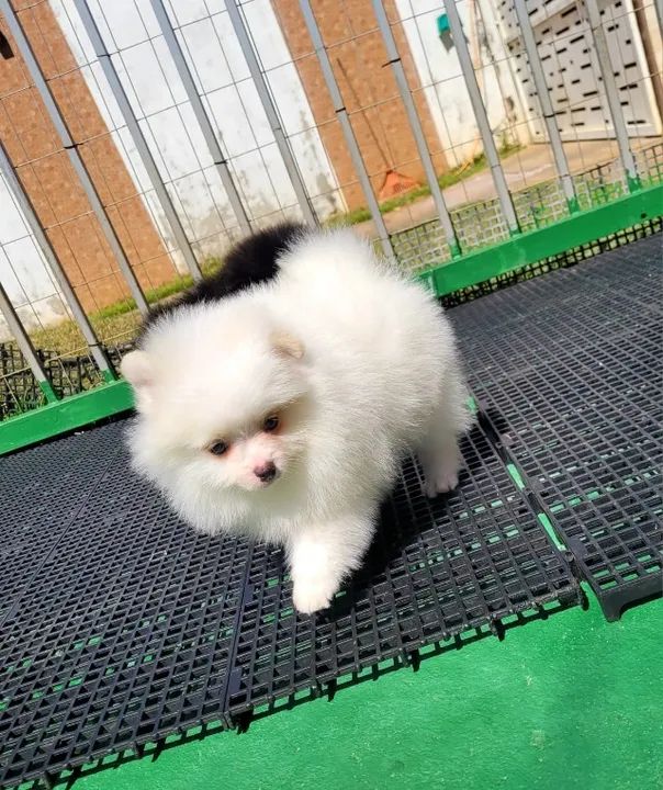 Lulu da Pomerânia - Macho - Pedigree CBKC - 10x s/ no cartão com Garantia - Foto 2