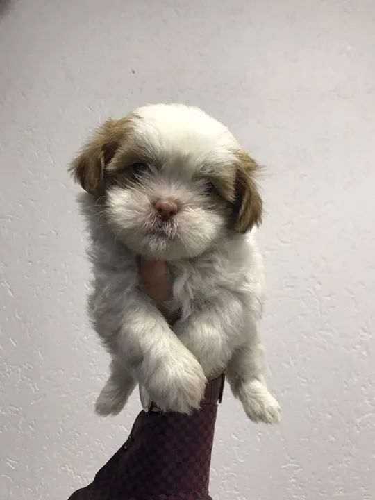 Seu mais novo Cãopanheiro te espera - Lhasa Apso