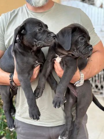 Ultima store cane corso