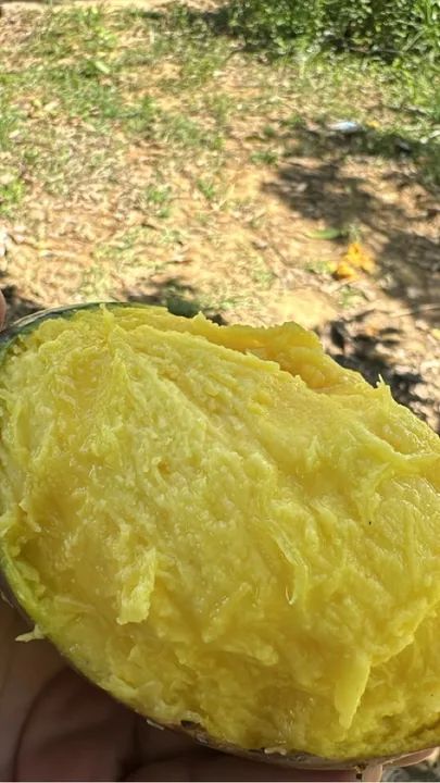 Manga fresca para venda manga pálmer  - Foto 2