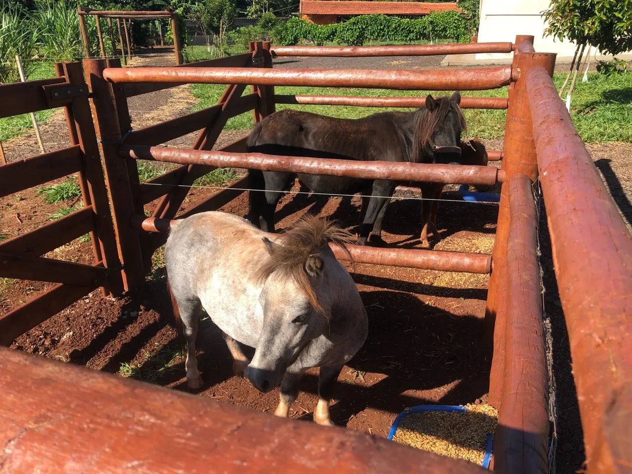 Pônei Appaloosa garanhão  - Foto 3