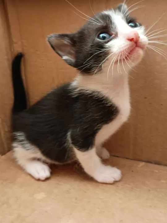 Gatinhos para adoção 