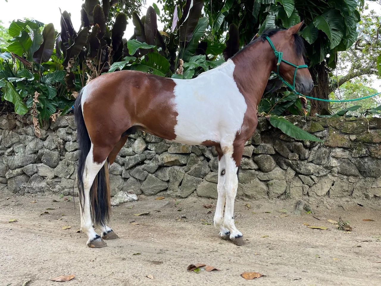 CAVALO PAMPA MARCHA PICADA - Cavalos e acessórios - Cordeiro, Recife  1319557875 | OLX