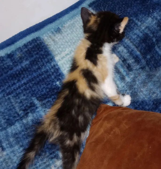 Filhote de gato (fêmea) - doação  - Foto 4