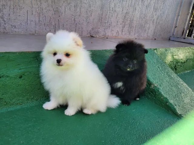 Lulu da Pomerânia - Macho - Pedigree CBKC - 10x s/ no cartão com Garantia - Foto 6