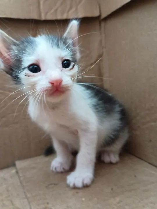 Gatinhos para adoção  - Foto 3