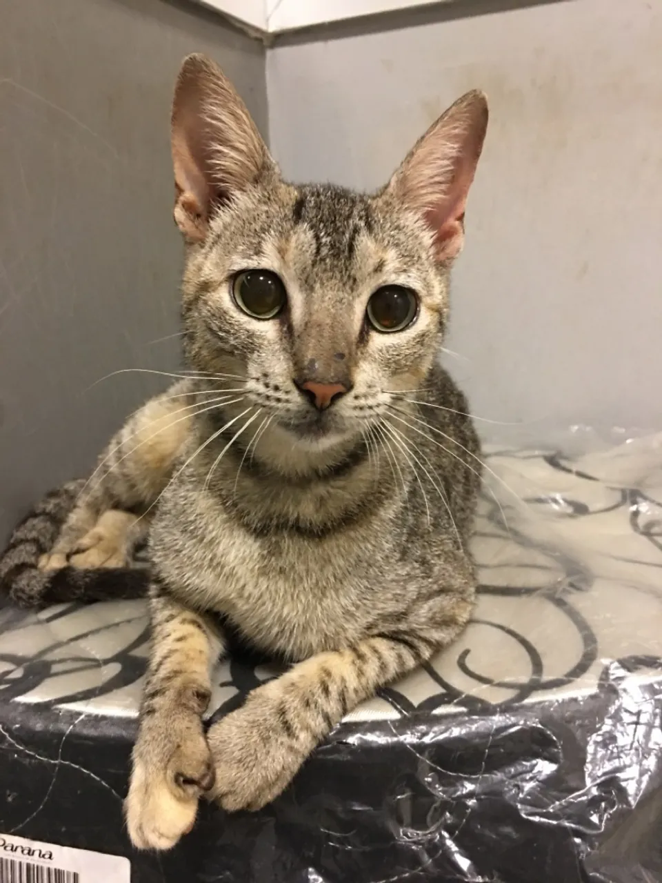 Linda gatinha para doação (castrada) 