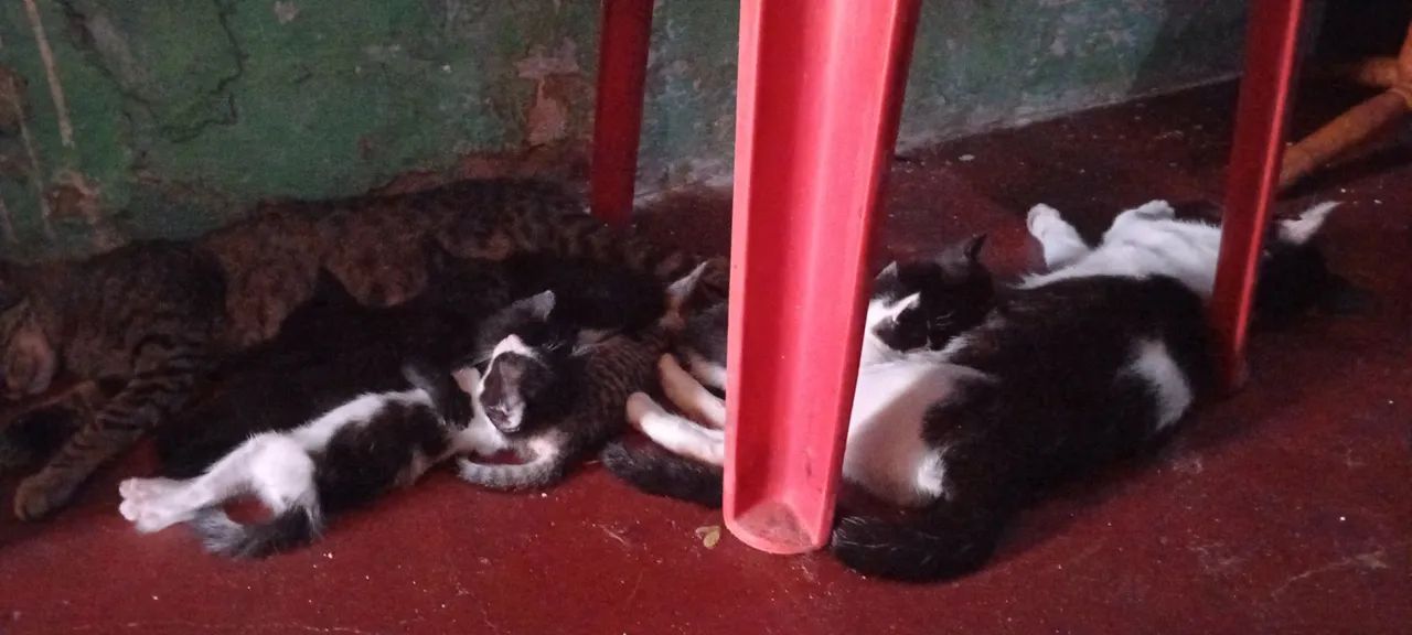 Gatinhos fofinhos para adoção - Foto 2