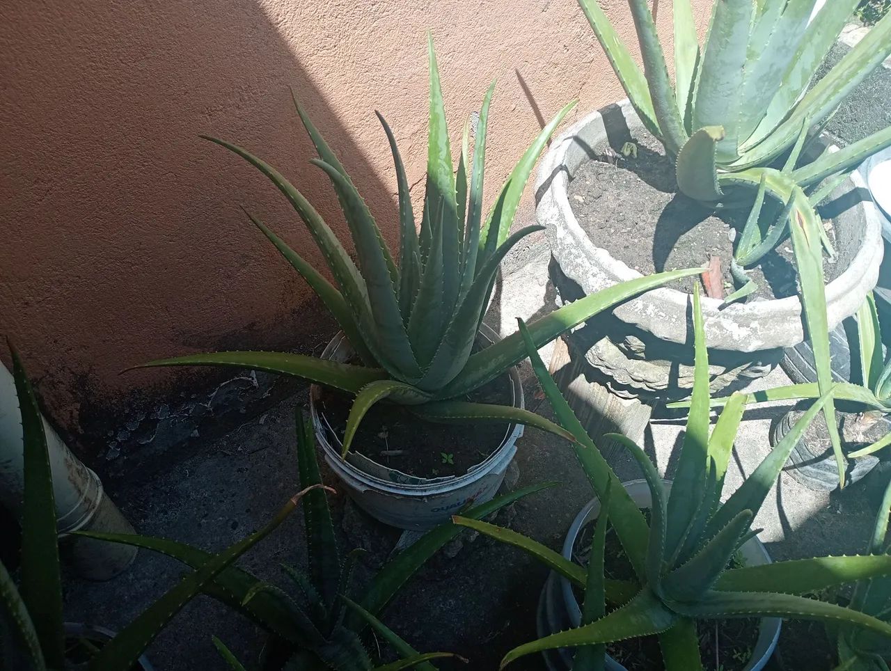 ALOE VERA  - Foto 4