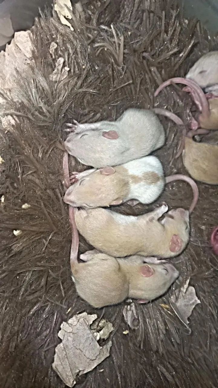 Ratos de laboratório  - Foto 2