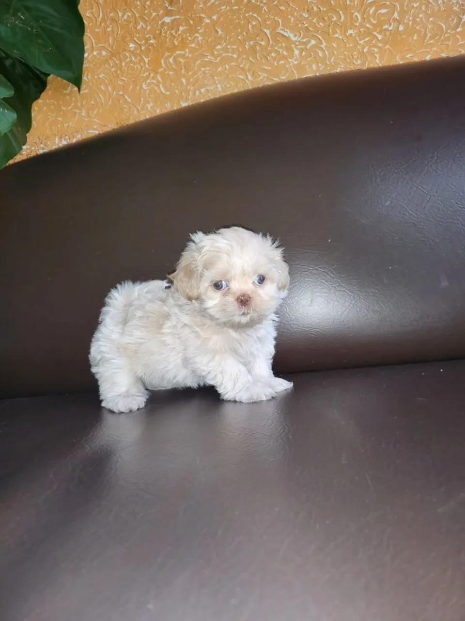 Shih Tzu fêmea e macho mini