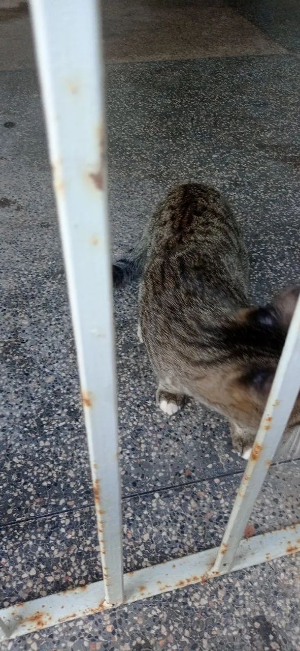 Gato pra adoção  - Foto 3