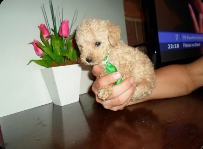 Filhote de Poodle - Fofo e Charmoso!
