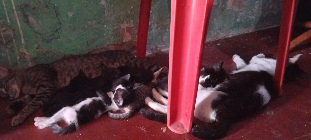 Gatinhos fofinhos para adoção