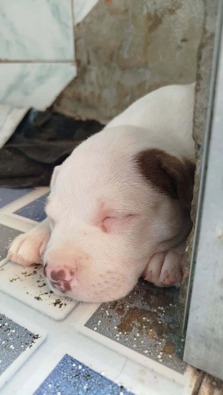 OPORTUNIDADE VENDO PITBULL FÊMEA