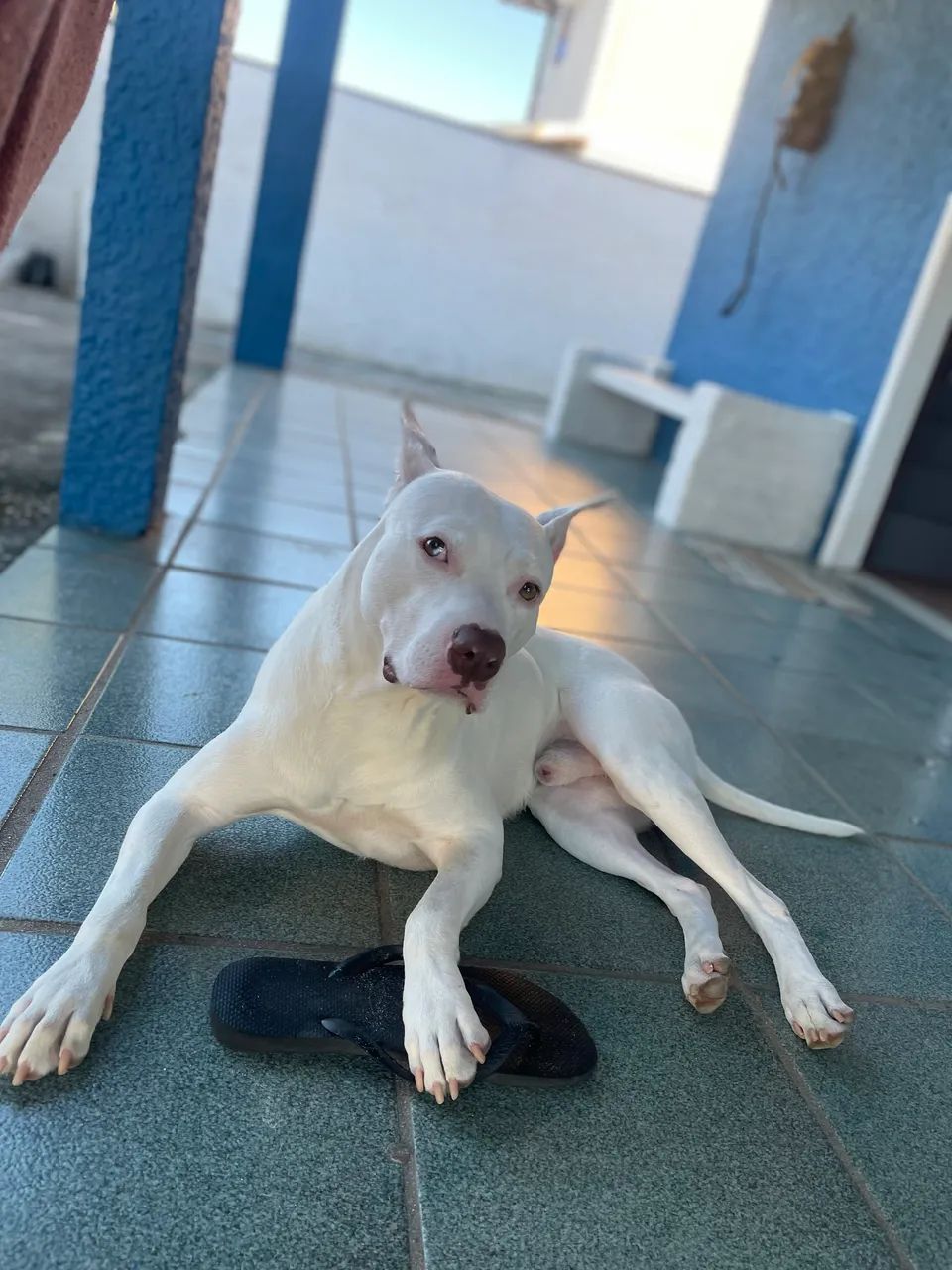 Filhotes de American Pitbull Terrier - Foto 6