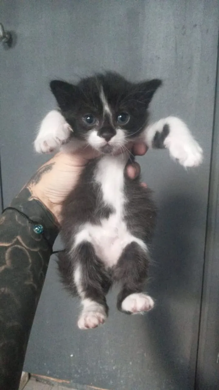 Gatinha Frajolinha Doação