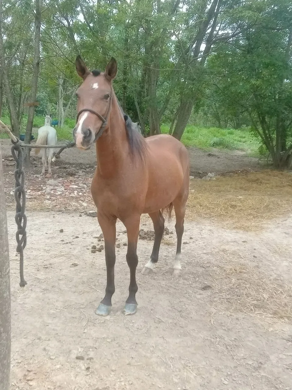 Égua mineira