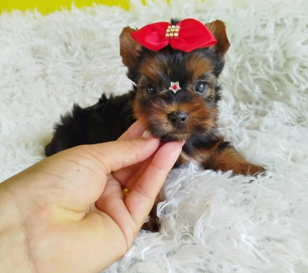 Filhote de Yorkshire Terrier micro