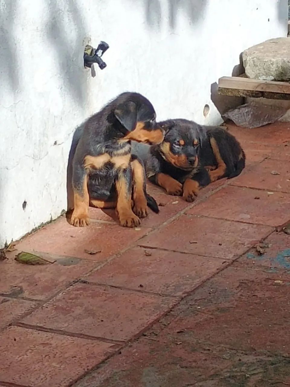 Dois filhotes de Rottweiler femia - Foto 4