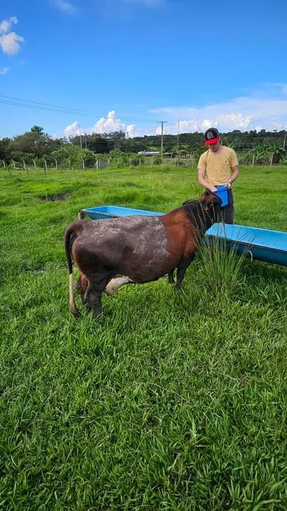 Mini vacas de qualidade - Foto 4