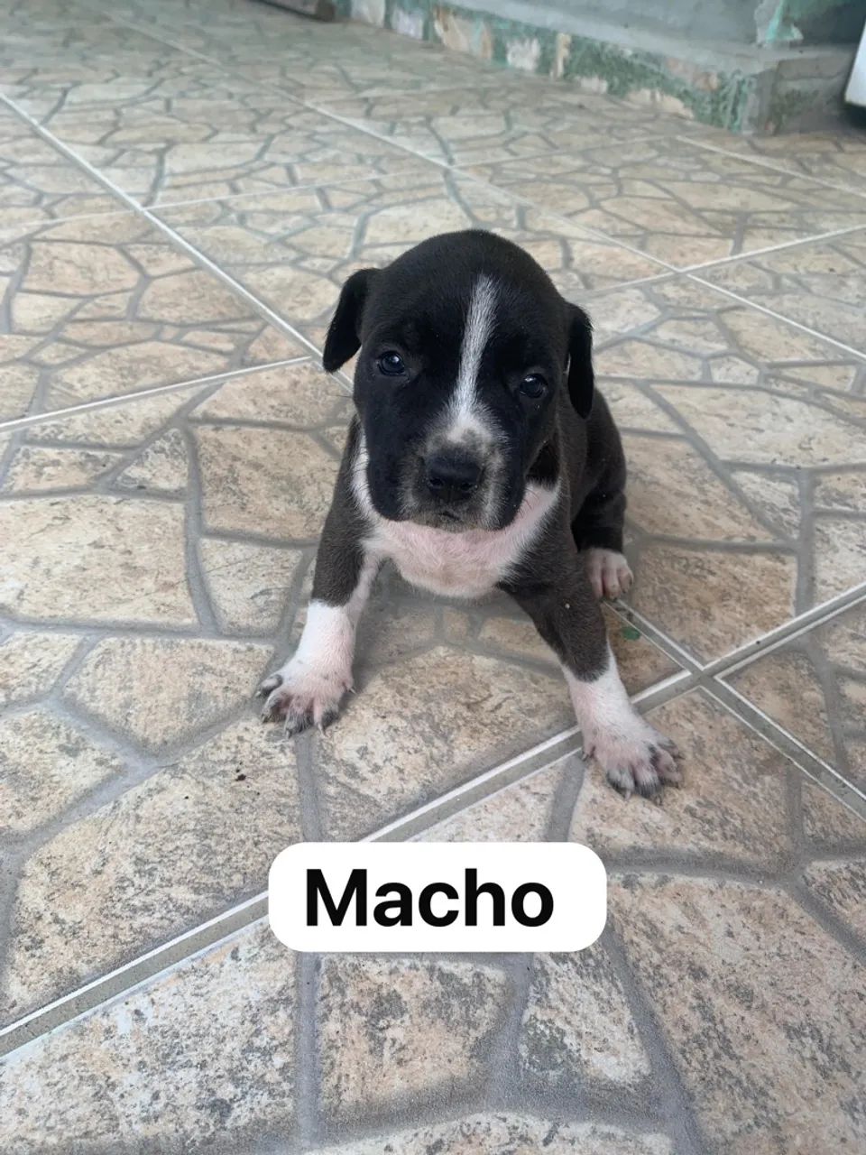 Filhotes de pitbull - Foto 3