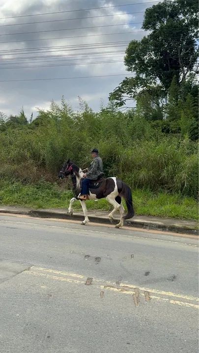 Cavalo Mangalarga Marchador- Legenda - Foto 4