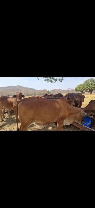 Tourinho sindi p.otourinhos sindi  - Foto 4