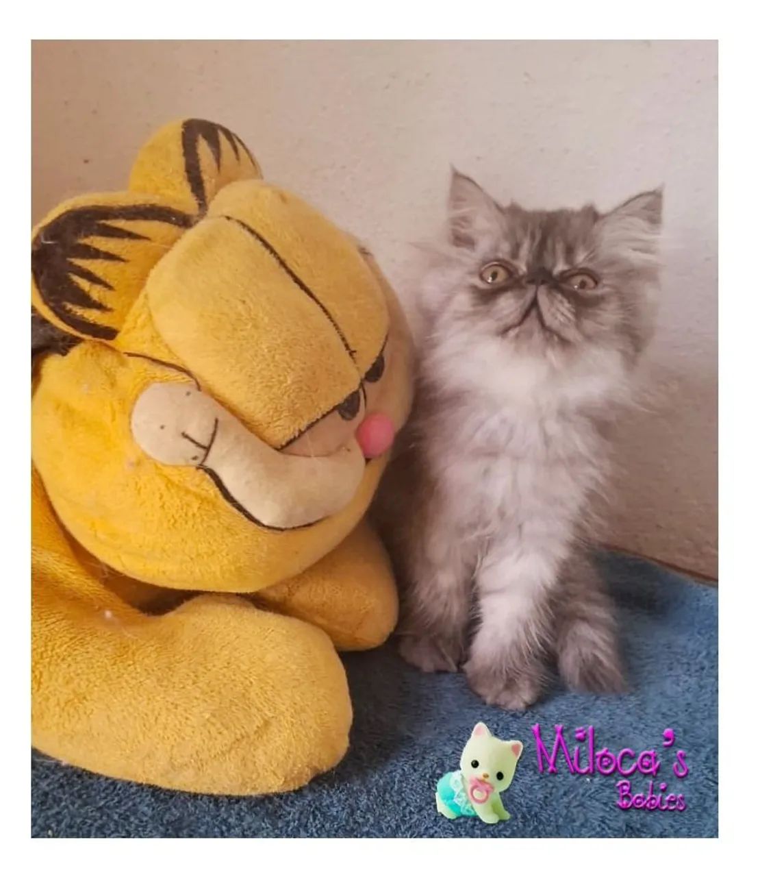 Gatinha Persa - Baby Panthera Negra 2 meses - Foto 4