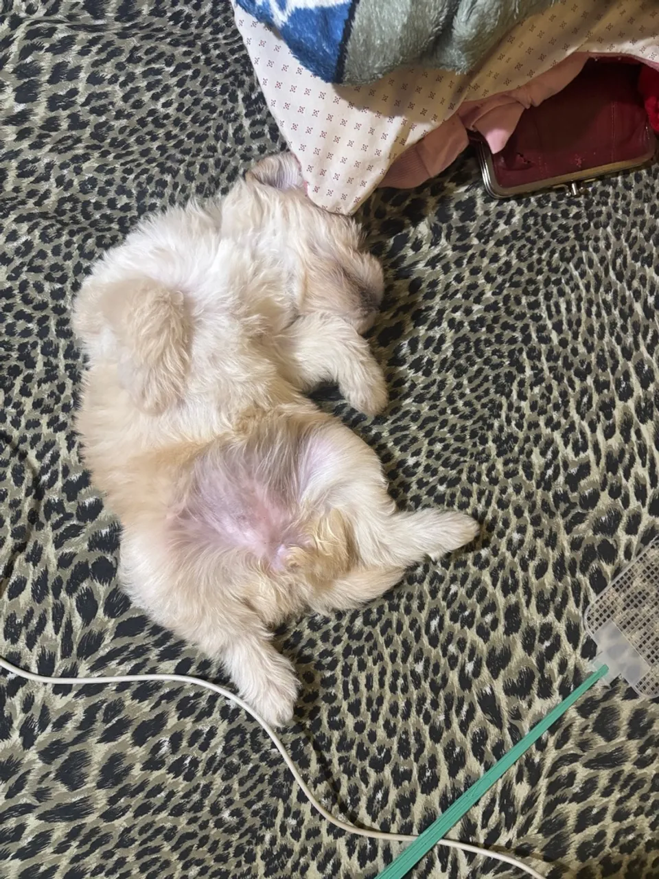 Maltês com poodle 