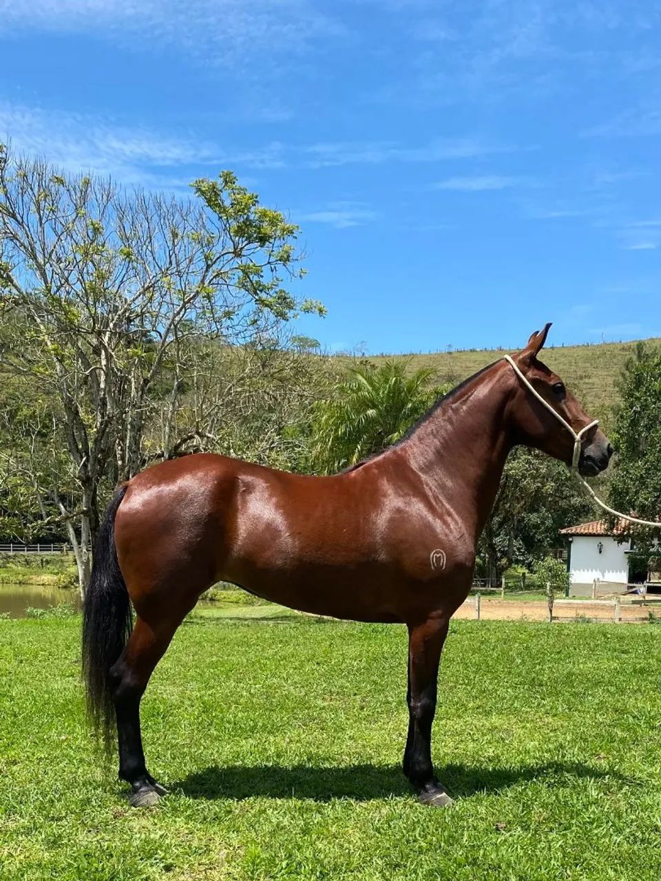 Vendo éguas marcha PICADA muito marchadeiras em até 30 parcelas  - Foto 4