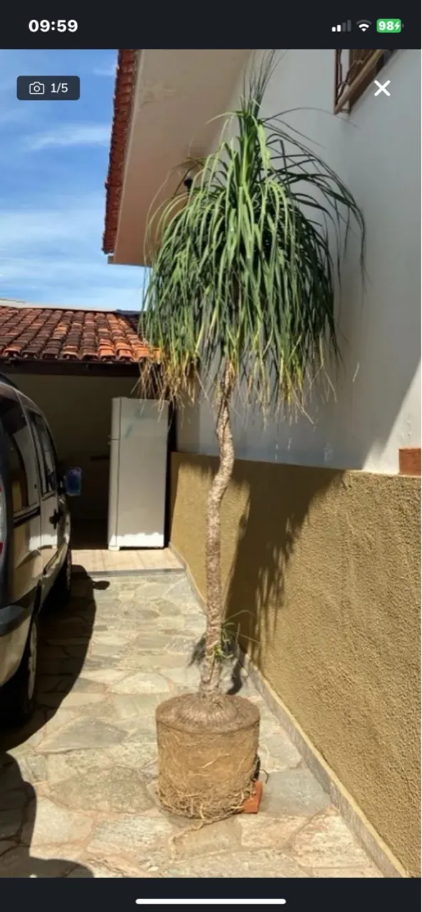 Pata de Elefante