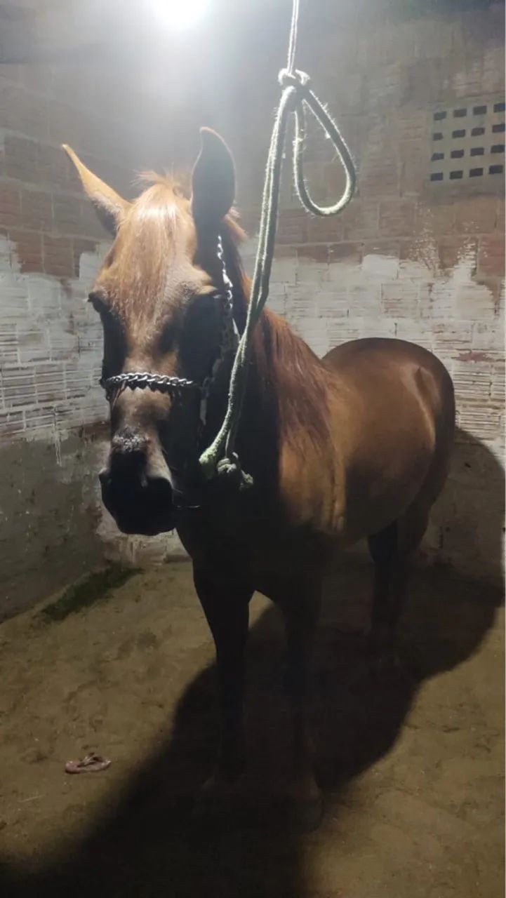 Cavalo de direita  - Foto 3