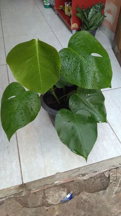 Quem tiver interesse chama no zap *.  - Foto 4