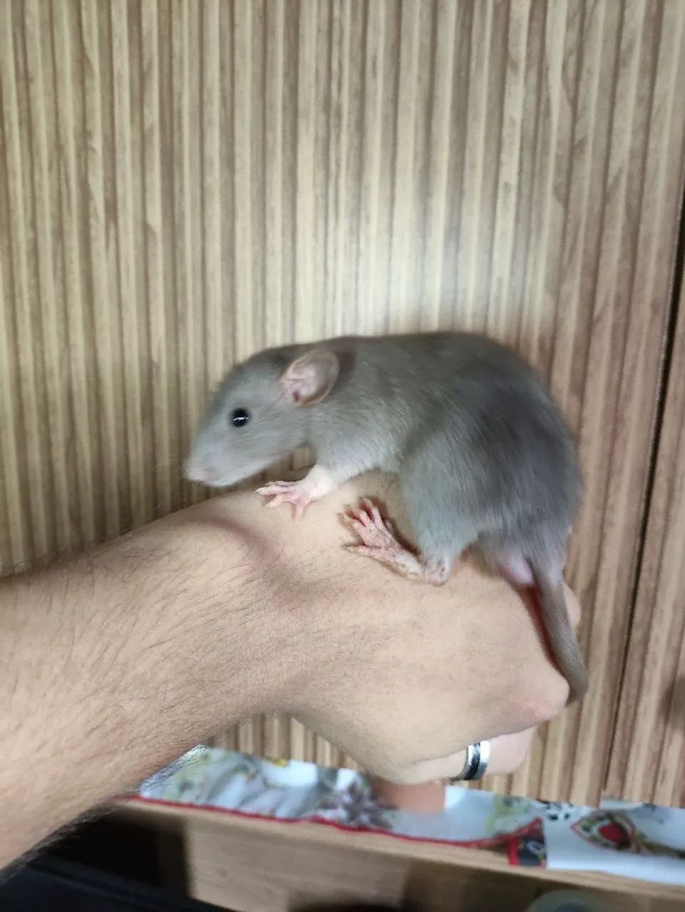 Ratinho Twister  - Foto 3