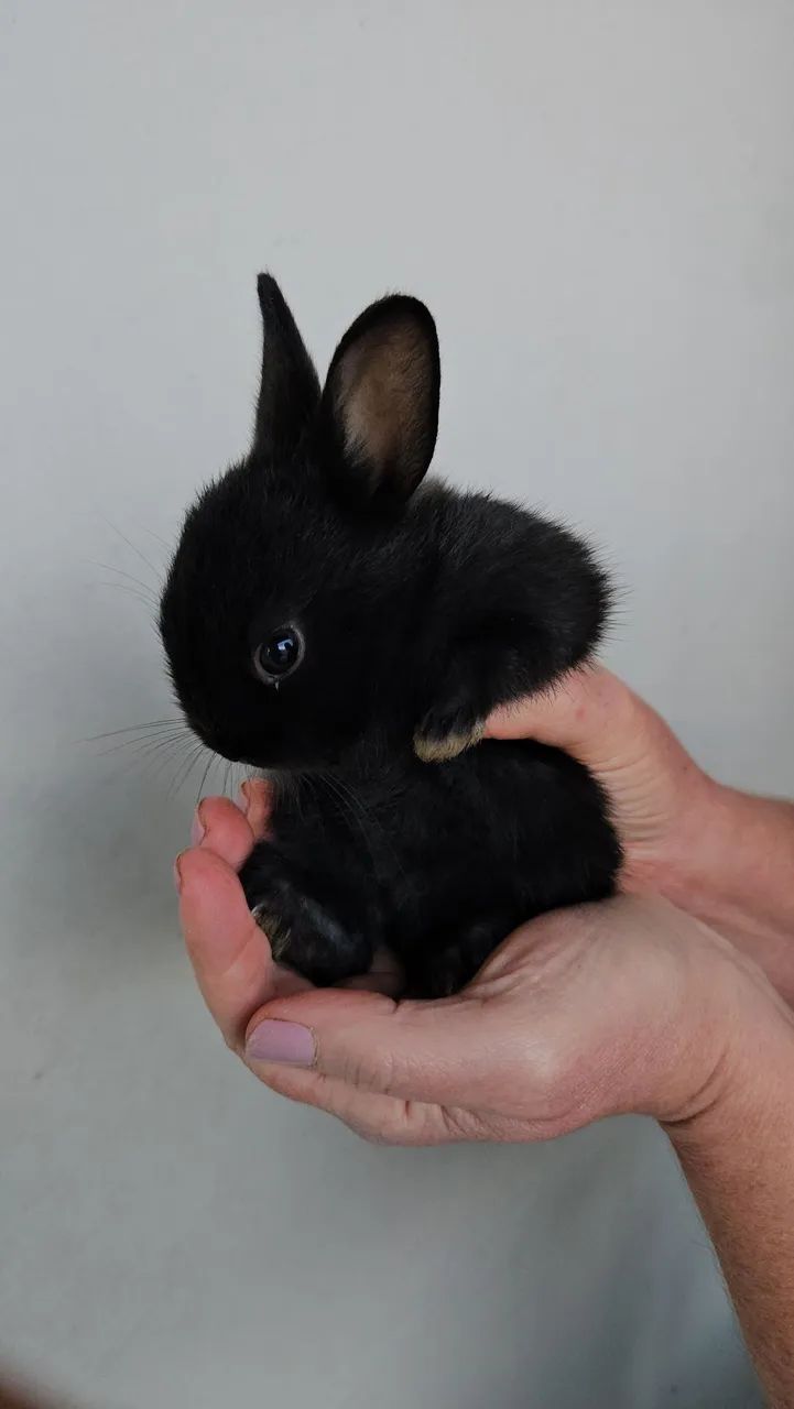 Coelho anão  - Foto 4