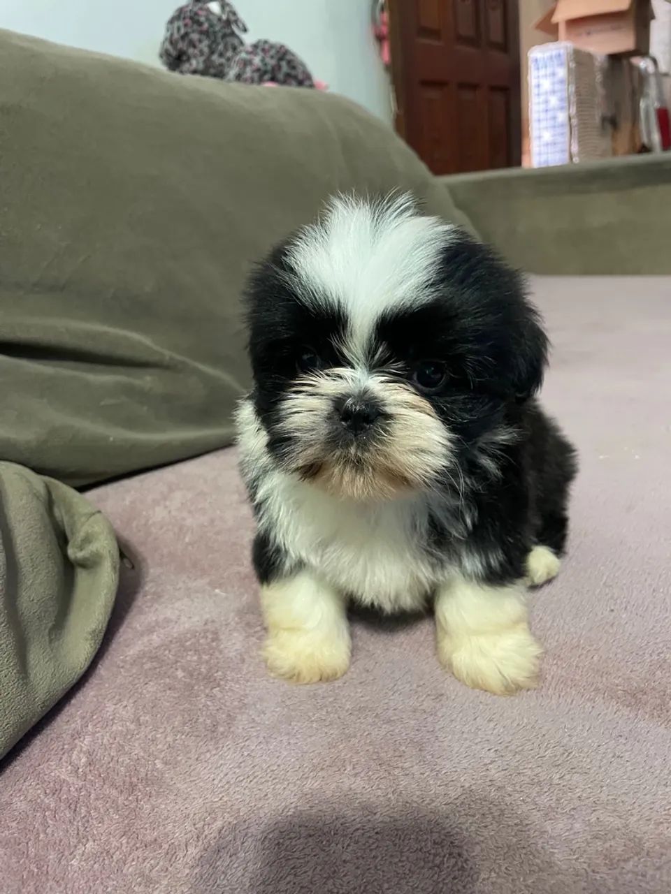 Filhote de shih tzu  - Foto 3