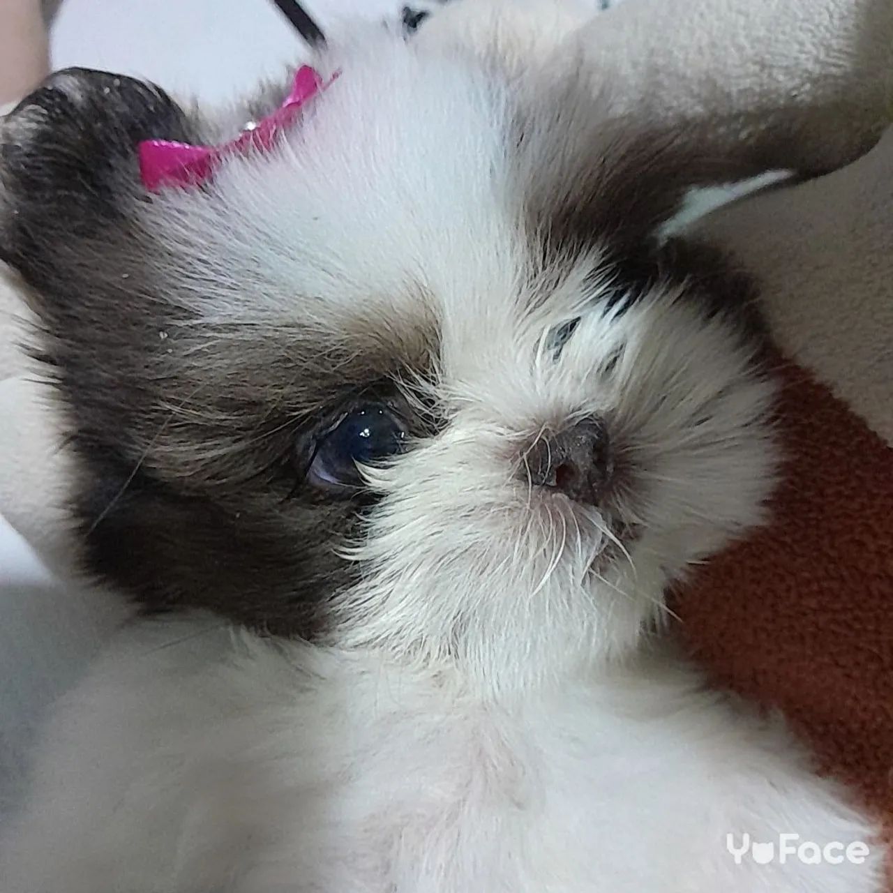 Shih Tzu Fêmea  - Foto 4