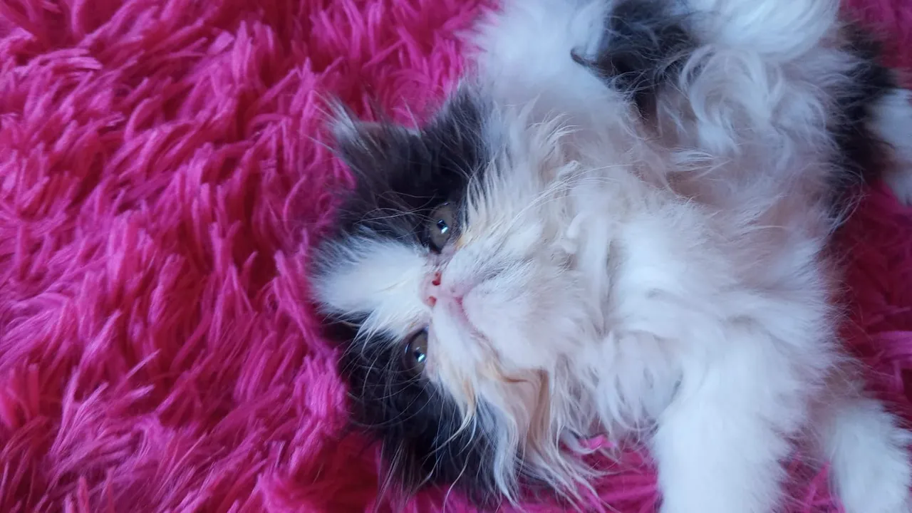 Gatinho Persa bicolor - Filhote