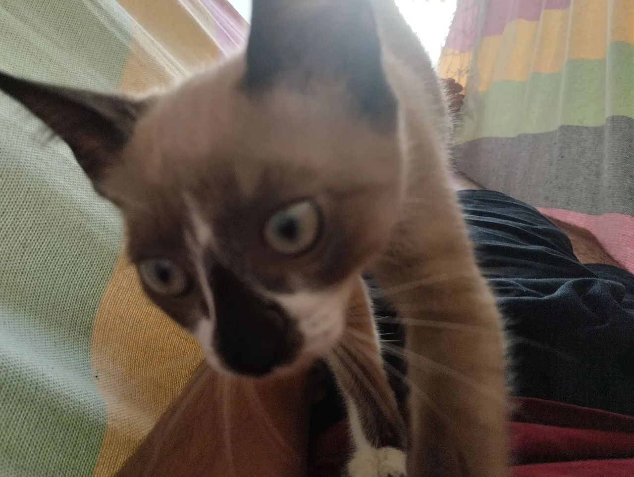 Doa-se gatos  - Foto 5